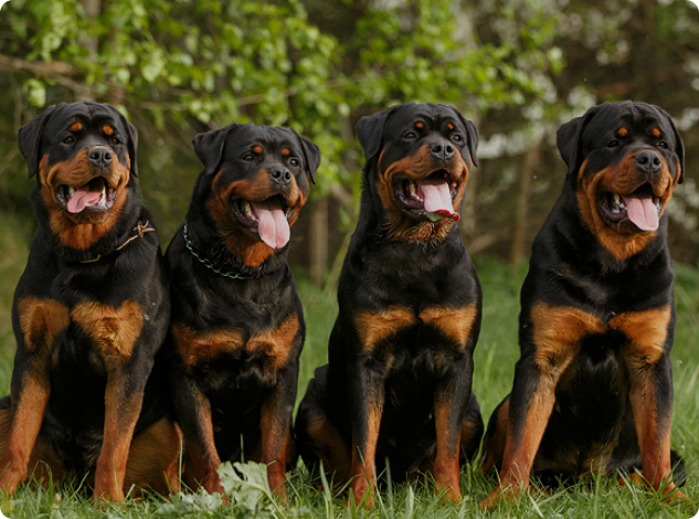 Four Beautiful Rottweiler Dogs