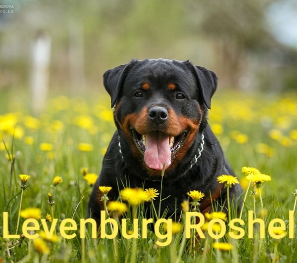 LEVENBURG ROSHEL